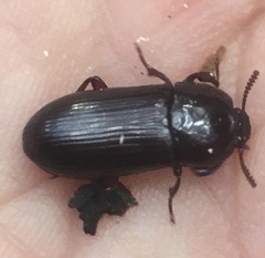 Uloma tenebrionoides