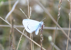 Polyommatus kamtshadalis