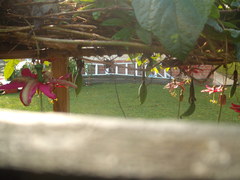 Passiflora antioquiensis