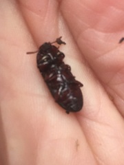 Uloma tenebrionoides