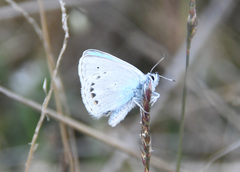Polyommatus kamtshadalis