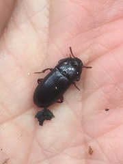 Uloma tenebrionoides