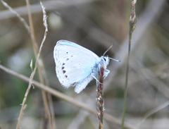 Polyommatus kamtshadalis