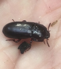 Uloma tenebrionoides