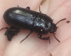 Uloma tenebrionoides