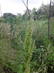 Rumex crispus