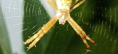 Argiope