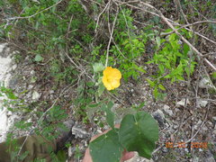 Abutilon hypoleucum