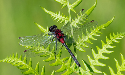 Crimson-ringed Whiteface photographed in Michigan