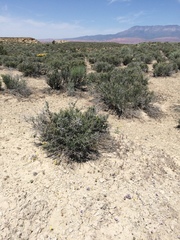 Phacelia pulchella