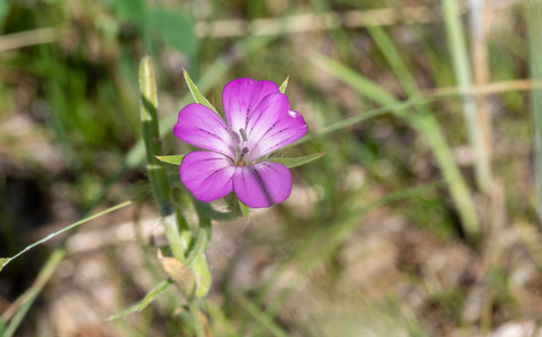Agrostemma githago