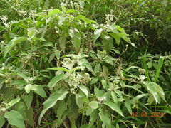 Solanum erianthum