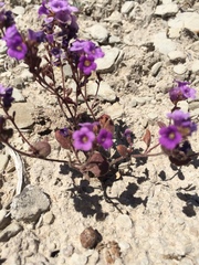 Phacelia pulchella