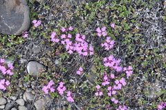 Thymus reverdattoanus