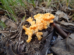 Ramaria toxica