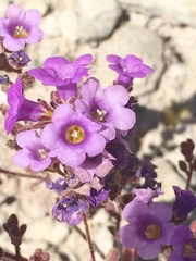 Phacelia pulchella