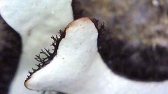 Hypotrachyna sinuosa