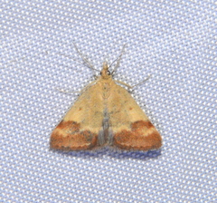 Pyrausta semirubralis