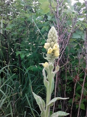 Verbascum thapsus