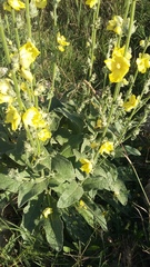 Verbascum undulatum