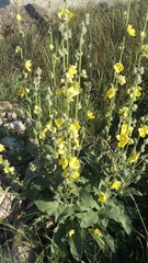 Verbascum undulatum