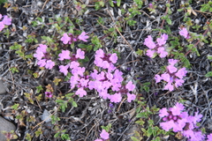 Thymus reverdattoanus