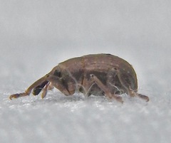 Neochetina bruchi