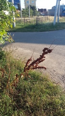 Rumex patientia orientalis