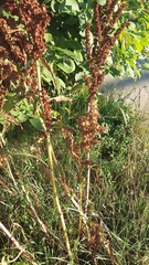 Rumex patientia orientalis