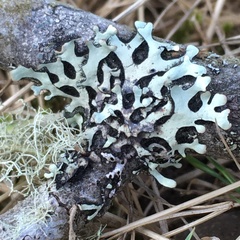 Hypotrachyna sinuosa