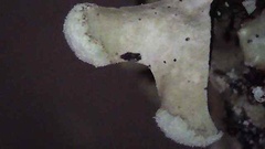 Hypotrachyna sinuosa