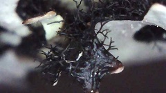 Hypotrachyna sinuosa