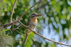 Nystalus maculatus striatipectus