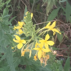 Oenothera rhombipetala