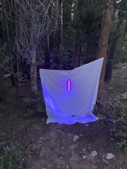 Pyrausta semirubralis