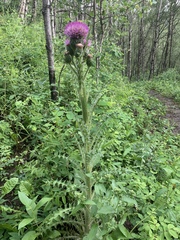 Cirsium drummondii
