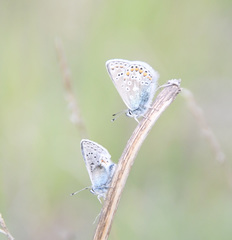 Polyommatus kamtshadalis