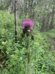 Cirsium drummondii