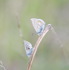 Polyommatus kamtshadalis