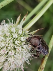 Euphoria sepulcralis