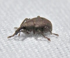 Neochetina bruchi