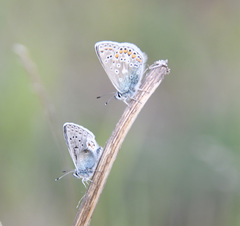 Polyommatus kamtshadalis
