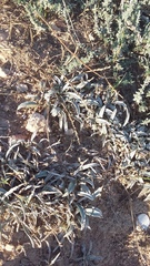 Convolvulus lineatus