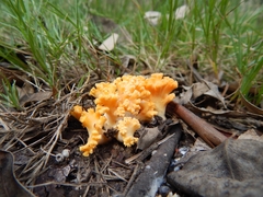 Ramaria toxica