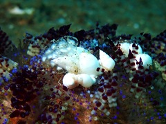 Echineulima asthenosomae