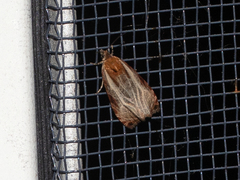 Olethreutes quadrifidum