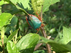 Edessa rufomarginata