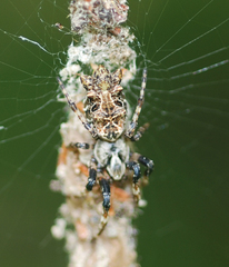 Cyclosa octotuberculata