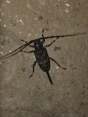 Graphisurus fasciatus