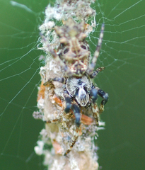 Cyclosa octotuberculata